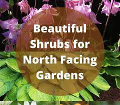 Best Plants For North Facing Gardens