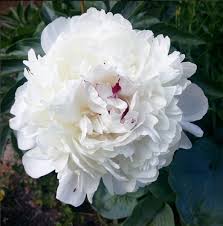 These example sentences are selected automatically from various online news sources to reflect current usage of the word 'peony.' 10 Prettiest Peony Varieties To Plant In Your Garden Chatelaine
