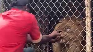 horrifying moment lion bites off zoo