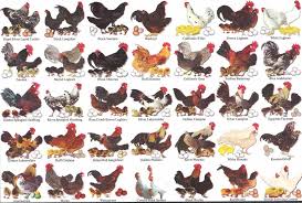 Chickens Chart Of Breeds Survivalexicon