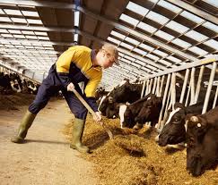livestock nutrition how to improve
