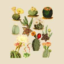 Cactus Chart Retro 70s Botanical Cacti Succulent Plant Lover