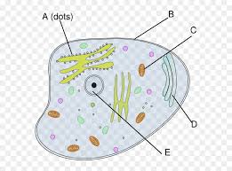 Printable animal cell diagram to help you learn the organelles in an animal cell in preparation for your test or quiz. Cells Clipart Simple Animal Cell Clip Art Hd Png Download Vhv