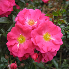 rosa pink supreme flower carpet