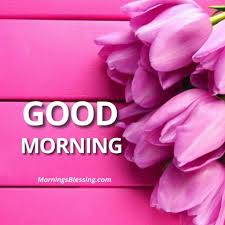 beautiful good morning tulip images hd