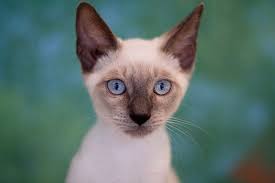 It can sometimes be a challenge to choose good siamese cat names, so we have created this siamese kitten names list to help you in your decision. 199 Creative Siamese Kitten Names Lovetoknow