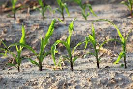 Corn Seedlings At Approximately 5 6 Leaf Stage On Bedded Land D869_13_128