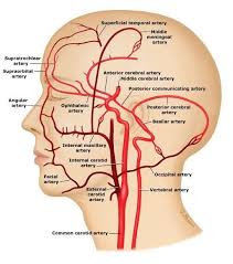 Smartdraw includes 1000s of professional healthcare and anatomy head & neck lateral view of the head with arteries of the head and neck shown in relation to underlying skeletal structures. Common Carotid Artery Diagram