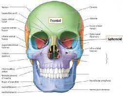 In the neurocranium these are the occipital bone, two temporal bones, two parietal bones, the sphenoid. How Many Bones Are Present In The Human Face Quora