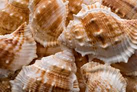 Seashells Collection Background