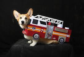 Maybe you would like to learn more about one of these? A Fire Truck Dogs In Disguise 20 Cute Costume Ideas From An Nyc Halloween Parade Popsugar Pets Photo 10