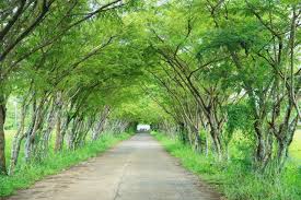 Catalpa trees pictures category contains many images of catalpa trees, facts on catalpa tree types, we have many beautiful pictures of catalpa trees. Tree Tunnel Stock Photo 827290c7 6160 454b 9d87 F026305e324f