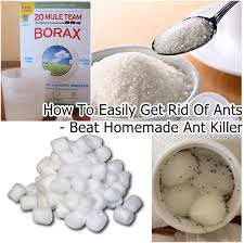how to get rid of ants overnight diy