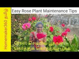 Rose Plant Growing Tips In Tamil