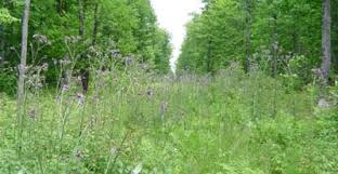 Cirsium palustre