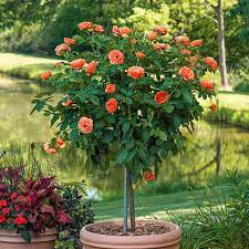 Easy Does It 36 Patio Tree Rose