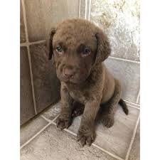Below is the list of puppy for sale ads on our site. Akc Chesapeake Bay Retriever Puppies In Honokaa Hawaii Puppies For Sale Near Me