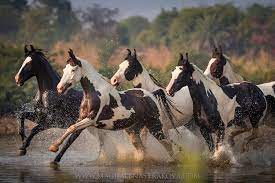 Colorful herd of... - Magdalena Strakova Horse Photography | Facebook