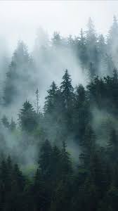 dark foggy forest hd phone wallpaper
