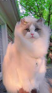 Oh no ，Can anyone tell me why it's so handsome #pet #cat #ragdoll | TikTok