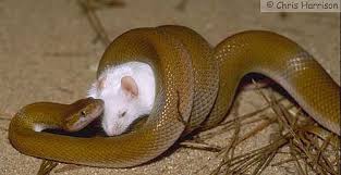 Image result for snakes eating food