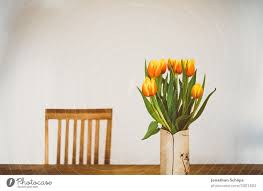 beautiful tulips in vase on the table