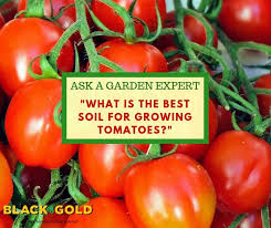 Best Soil For Growing Tomatoes