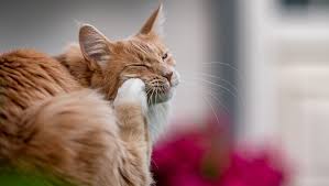 Symptoms of flea bite anemia in cats: Flea Infestation In Cats Symptoms Causes Treatments Cattime
