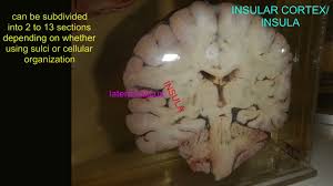 the insular cortex of the cerebrum