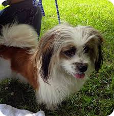 Ready for her new home! Groton Ma Shih Tzu Meet Harry 2 A Pet For Adoption