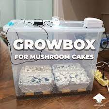 diy grow box for magic mushrooms