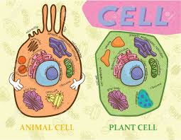 Education Chart Of Biology For Animal Cell And Plant Cell Diagram