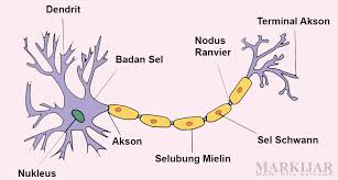 Makalah sistem saraf manusia lengkap. Struktur Dan Fungsi Sistem Saraf Pusat