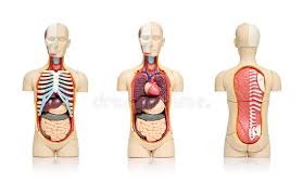 Illustration about 3d render of the internal organs as seen from the back, with a silhouette of the body. Human Organs Stock Photo Image Of Head Back Figure 25563316