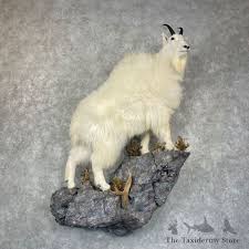 Mountain Goat Life Size Mount For