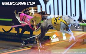 melbourne cup greyhounds runner by