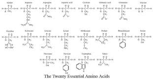 Amino Acids Chart Structure Www Bedowntowndaytona Com