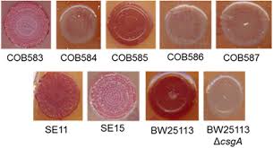 Congo red agar plate test. Frontiers Absence Of Curli In Soil Persistent Escherichia Coli Is Mediated By A C Di Gmp Signaling Defect And Suggests Evidence Of Biofilm Independent Niche Specialization Microbiology