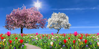 Spring season always bring winds and a lot of clouds in the sky with unique and unusual forms, so just look up and try to guess what the clouds look like, using your imagination. Hd Wallpaper Nature Landscape Garden Spring Season Flowers Tulips Wallpaper Flare