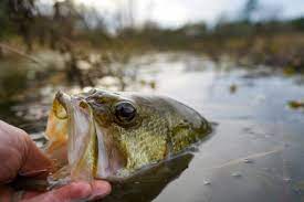 If you're looking for bass or panfish, local lakes and ponds are a great place to start. Top Bass Fishing Spots Near Dayton Ohio