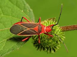 10 stunning red and black garden bugs