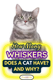 how many whiskers does a cat have and