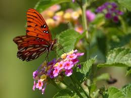 Image result for free pictures of butterflies