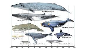 What Is The Biggest Whale Smithsonian Ocean