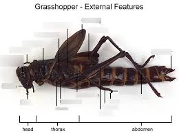 Shell, carapace… get it? hahaha. Grasshopper Labeling Diagram Quizlet