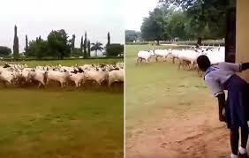 Image result for COWS IN SCHOOL