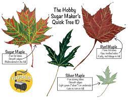 how to identify a maple tree vermont