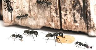 home remes to get rid of sugar ants