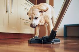 how to keep floors clean with dogs in