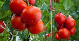 domates-görevi-nedir